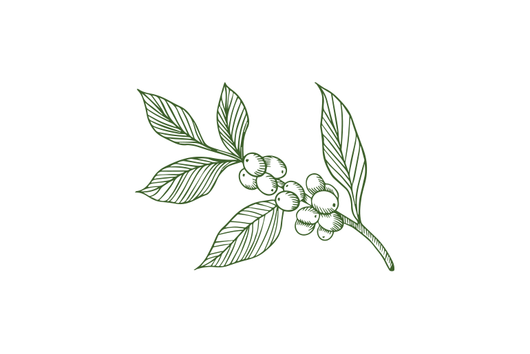 Robusta coffee
